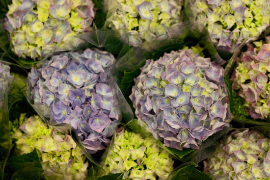 19-New-Covent-Garden-Flower-Market-May-Report-Flowerona.jpg?mtime=20170929141921#asset:12278