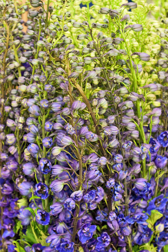 2-New-Covent-Garden-Flower-Market-Flowerona_170929_132902.jpg?mtime=20170929132902#asset:12189