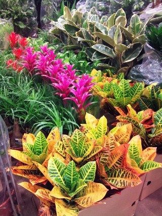 2012-01-Arnott-indoor-plants.jpg?mtime=20171003170552#asset:12814