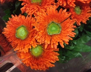 2012-01-calendula.jpg?mtime=20171003170824#asset:12827