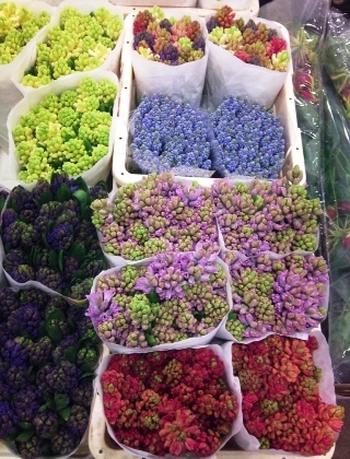 2012-01-hyacinths-and-muscari.jpg?mtime=20171003170618#asset:12816