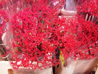 2012-02-Jatropha-firecracker.jpg?mtime=20171003170408#asset:12811