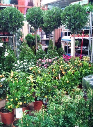 2012-02-bay-trees.jpg?mtime=20171003170346#asset:12809