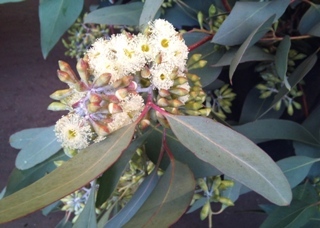 2012-02-eucalyptus.jpg?mtime=20171003170357#asset:12810