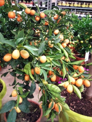 2012-02-kumquat.jpg?mtime=20171003170332#asset:12808