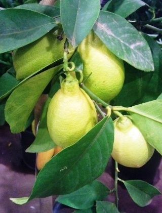 2012-02-lemon.jpg?mtime=20171003170322#asset:12807