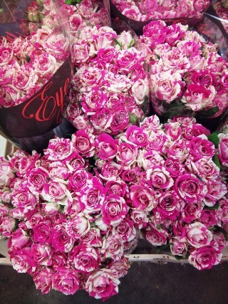 2012-02-stripy-pink-rose.jpg?mtime=20171003170244#asset:12804