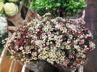 2012-02-waxflower.jpg?mtime=20171003170308#asset:12806