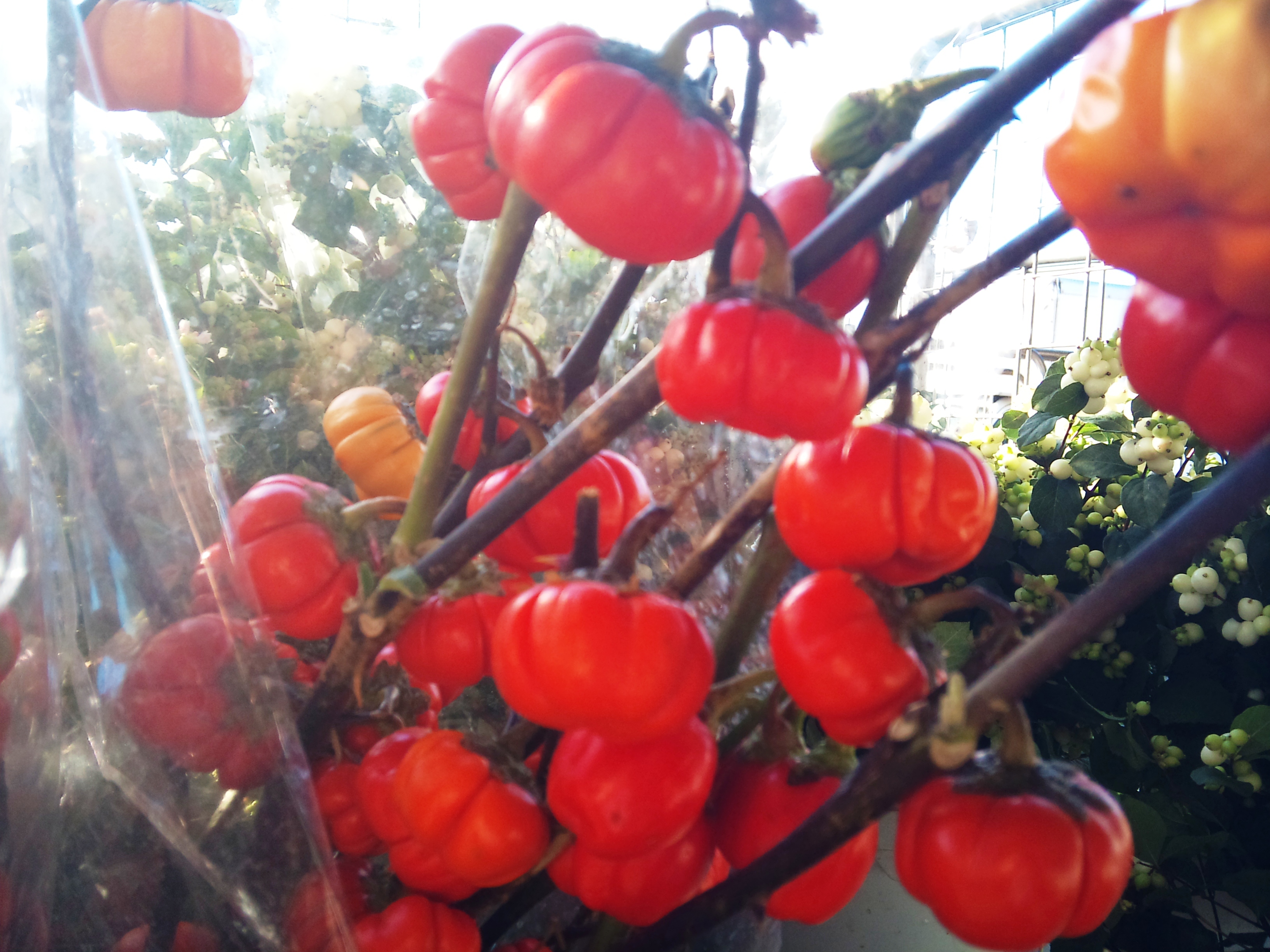 2012-09-aubergines.jpg?mtime=20171003163453#asset:12735