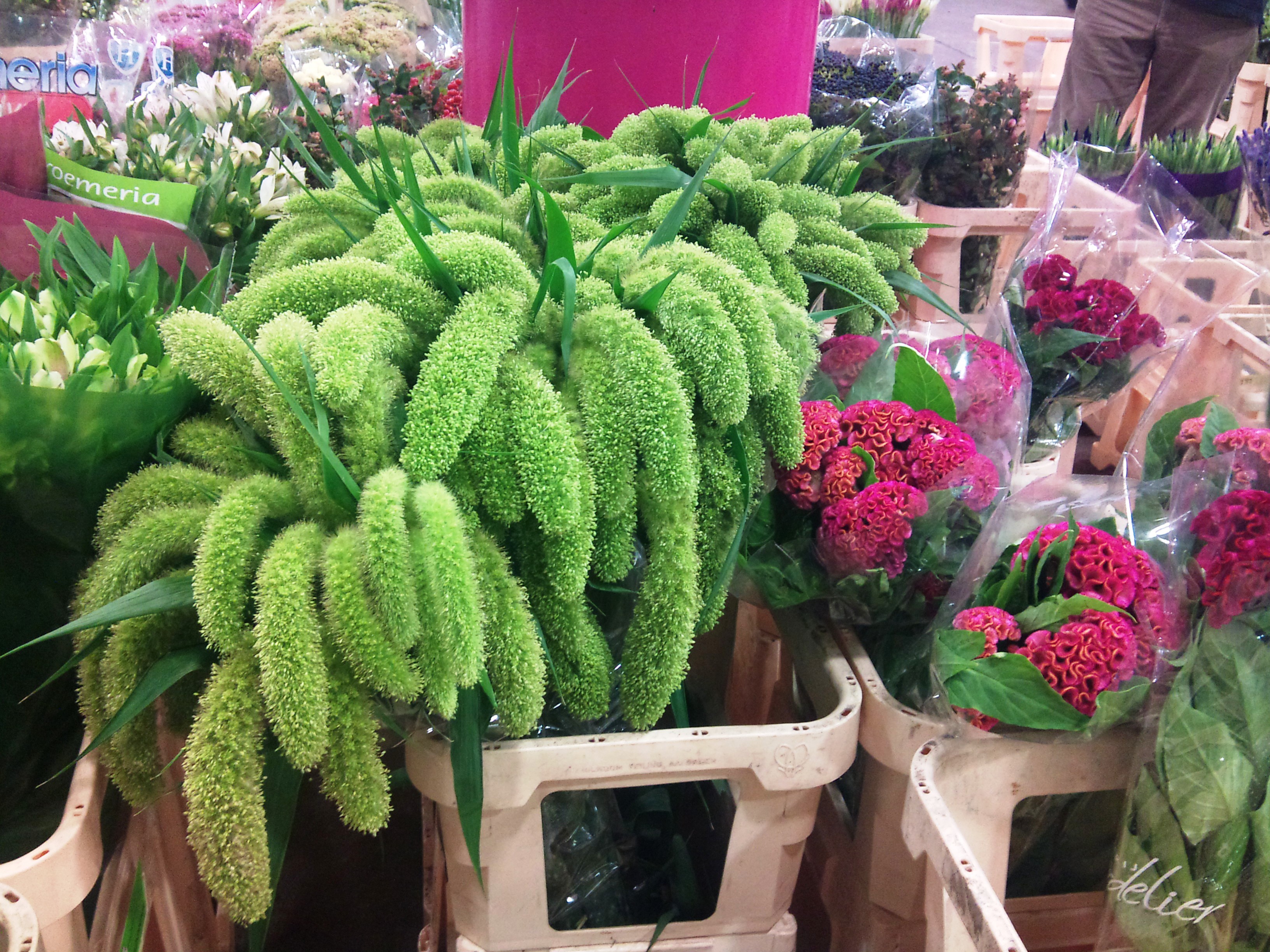 2012-09-celosia-and-setaria.jpg?mtime=20171003163147#asset:12729