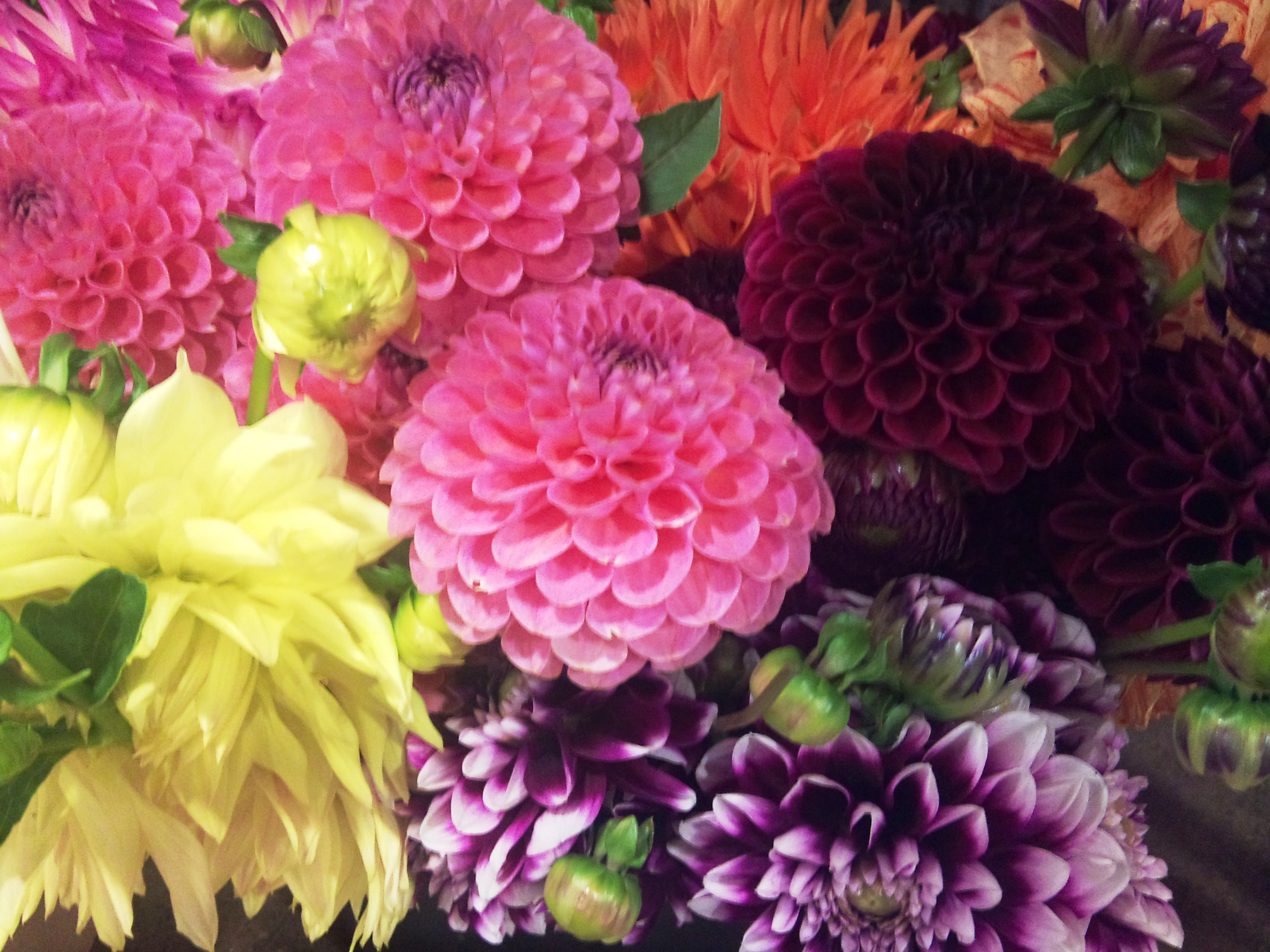 2012-09-dutch-dahlias.jpg?mtime=20171003162831#asset:12718