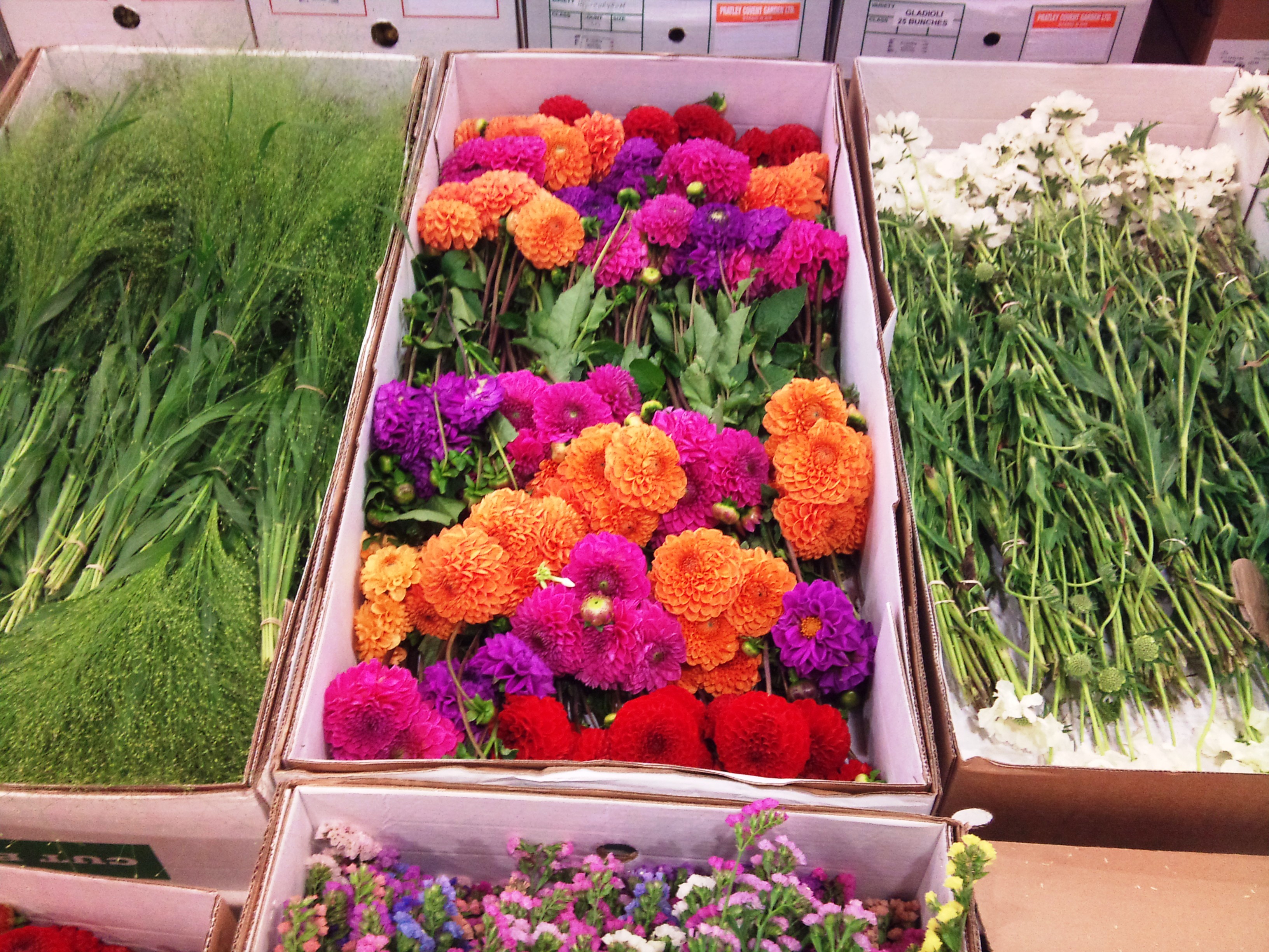 2012-09-english-dahlias.jpg?mtime=20171003162820#asset:12717