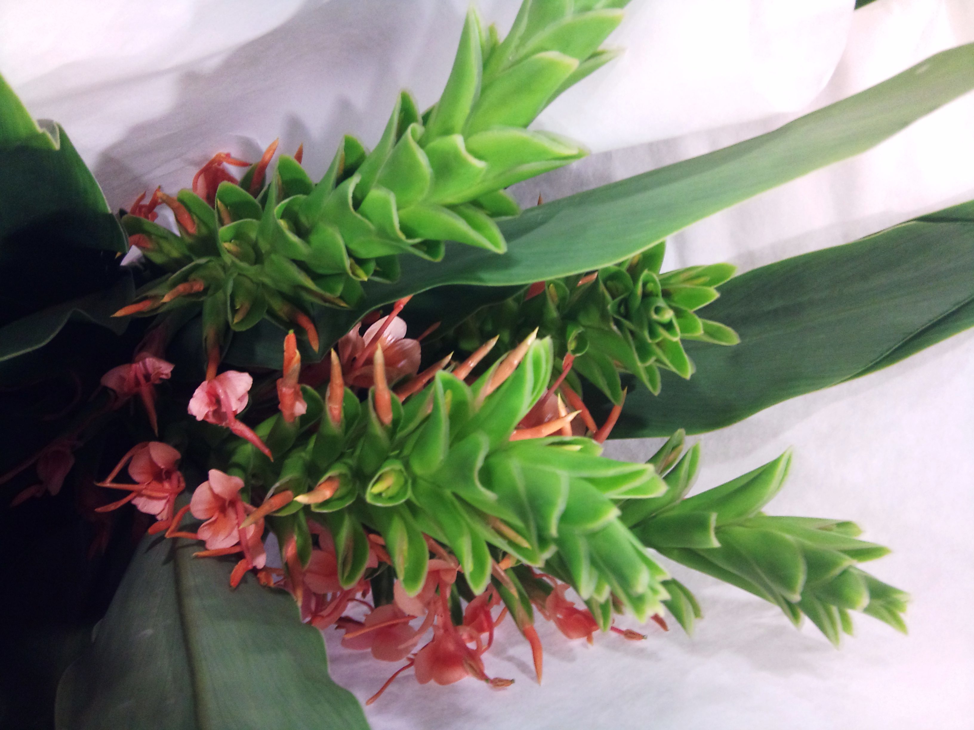 2012-09-ginger-lilies.jpg?mtime=20171003162857#asset:12719