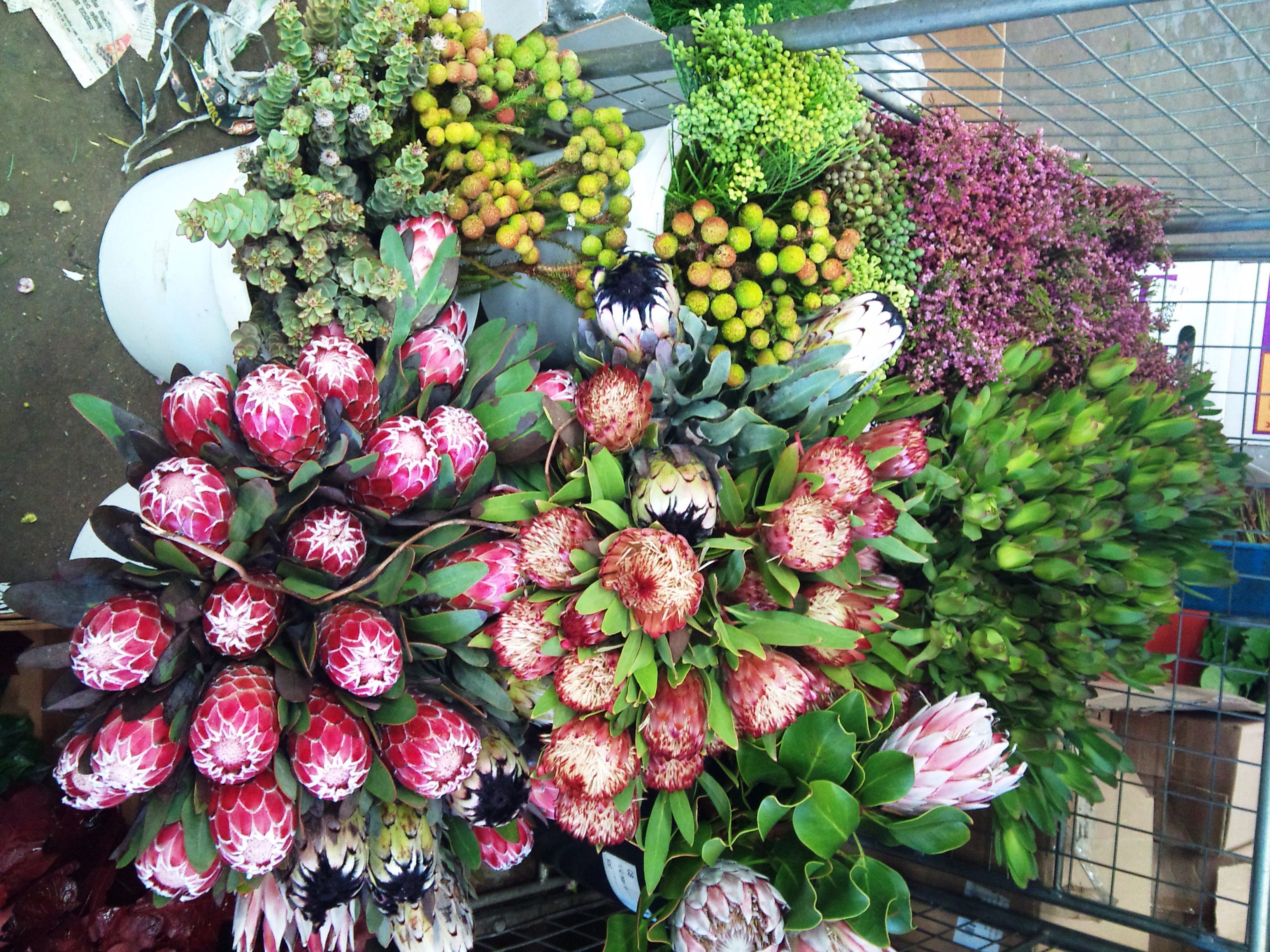 2012-09-protea.jpg?mtime=20171003162933#asset:12722