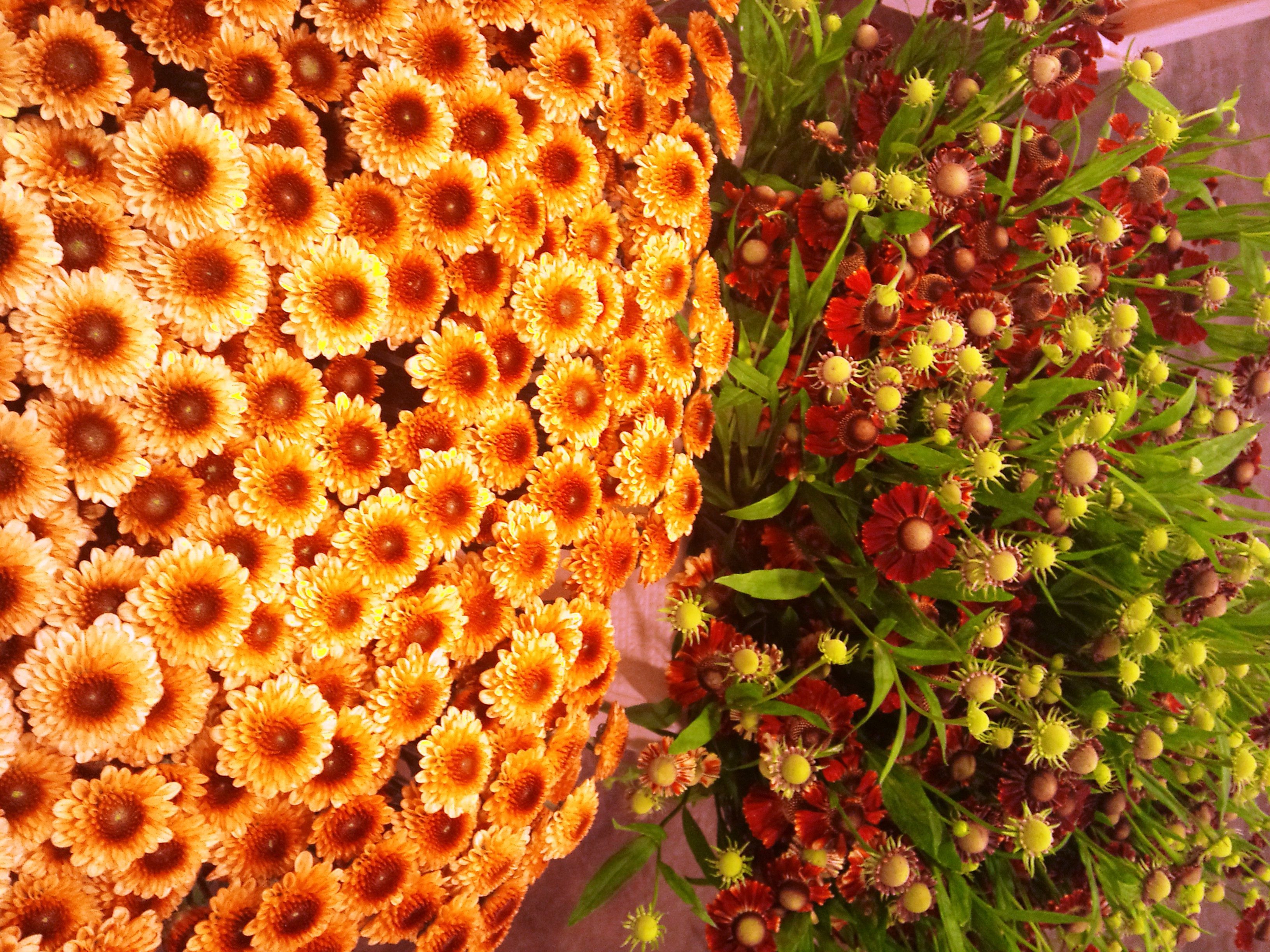 2012-09-rudbeckia-and-chrysanthemums.jpg?mtime=20171003163013#asset:12724
