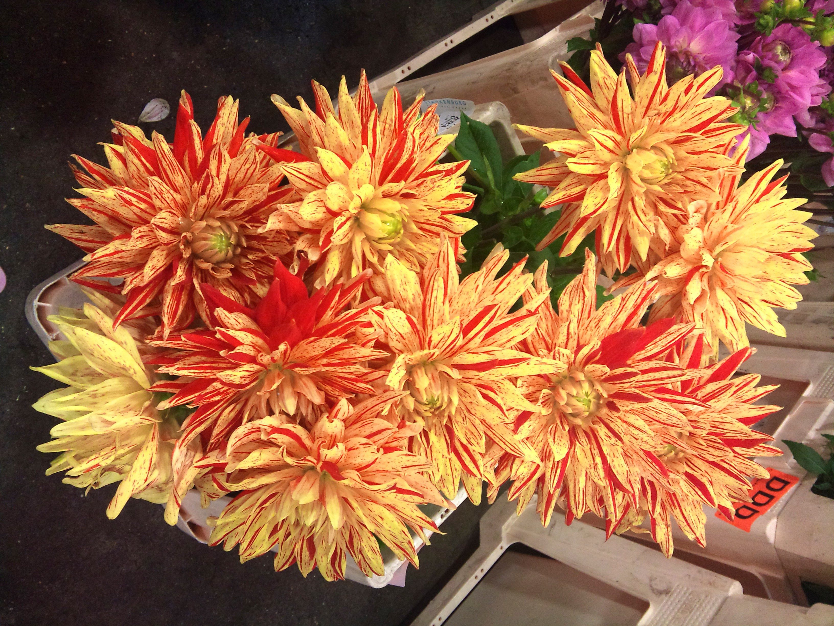 2012-09-spider-dahlias.jpg?mtime=20171003162728#asset:12716