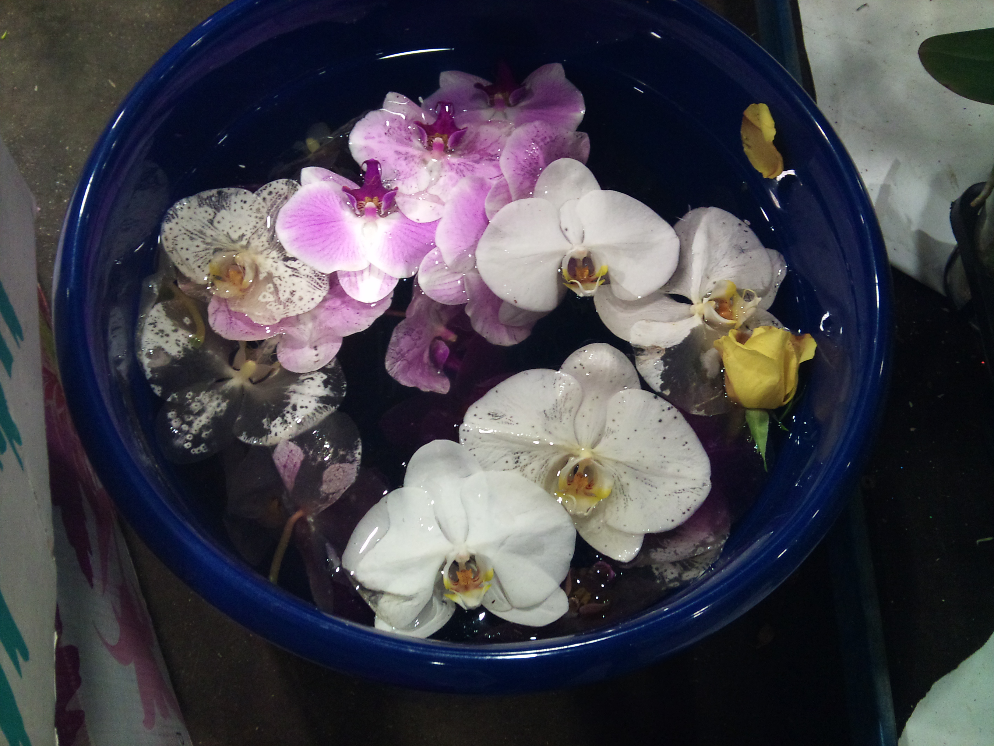 2012-11-orchid-spa.jpg?mtime=20171003160401#asset:12699
