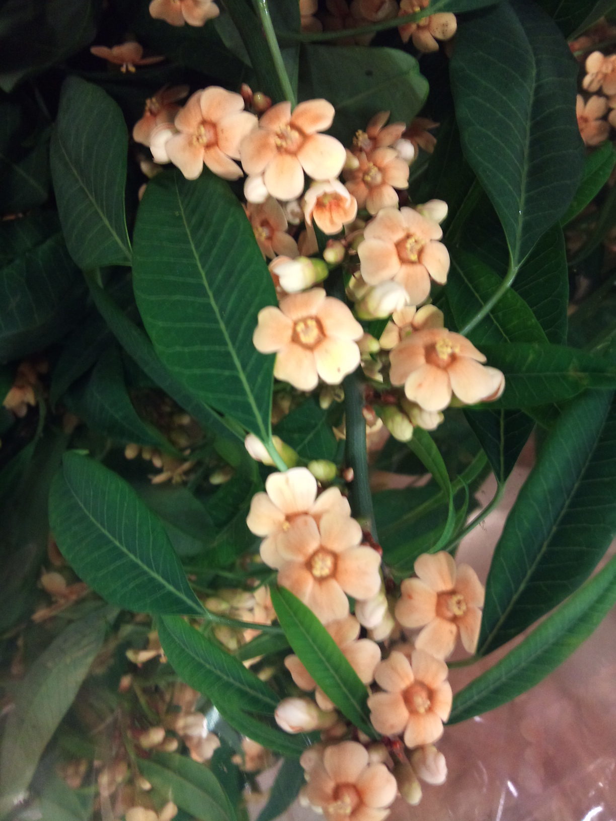 2012-12-Euphorbia-fulgens-Cognac.jpg?mtime=20171003154058#asset:12634