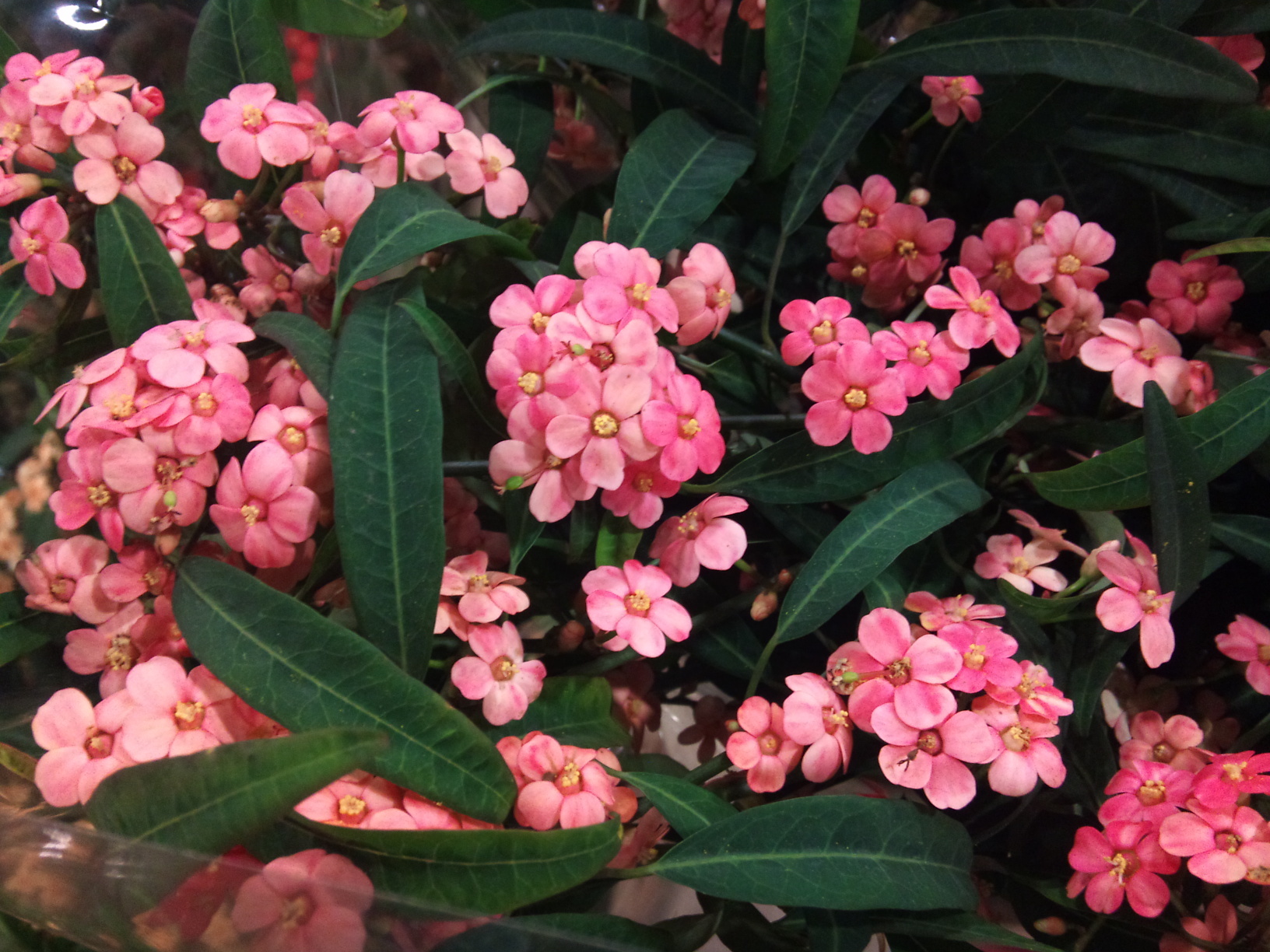 2012-12-Euphorbia-fulgens-Pink-Baron.jpg?mtime=20171003154059#asset:12635