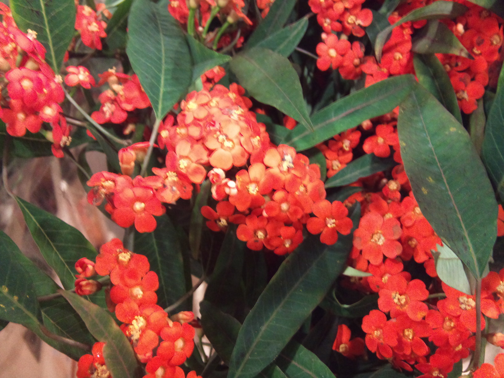 2012-12-Euphorbia-fulgens-Queen-of-Orange.jpg?mtime=20171003154100#asset:12636