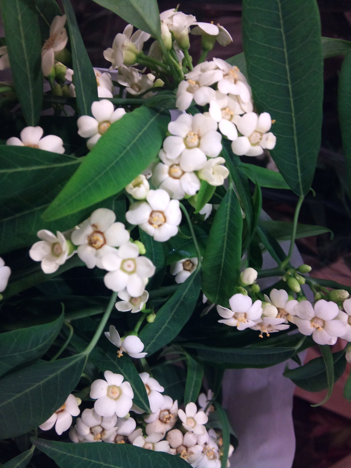 2012-12-Euphorbia-fulgens-Quicksilver.jpg?mtime=20171003154101#asset:12637