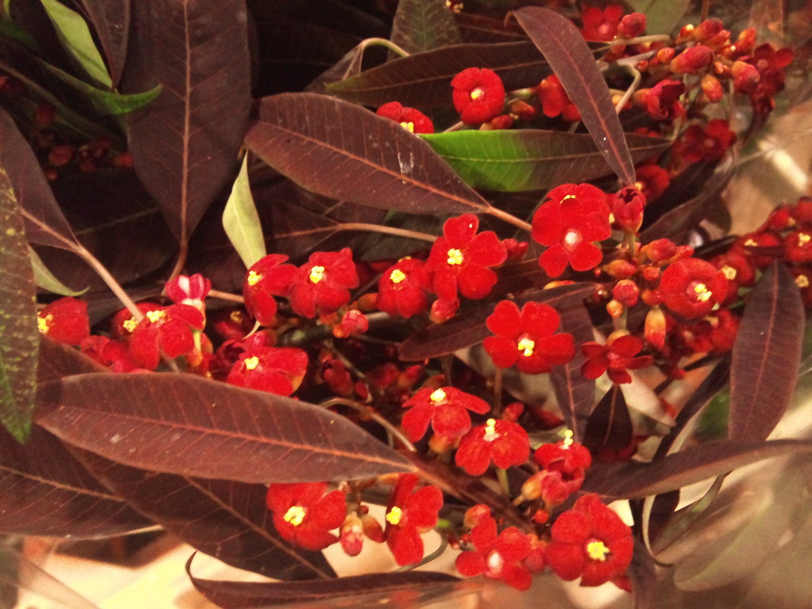 2012-12-Euphorbia-fulgens-Samtrot.jpg?mtime=20171003154103#asset:12638
