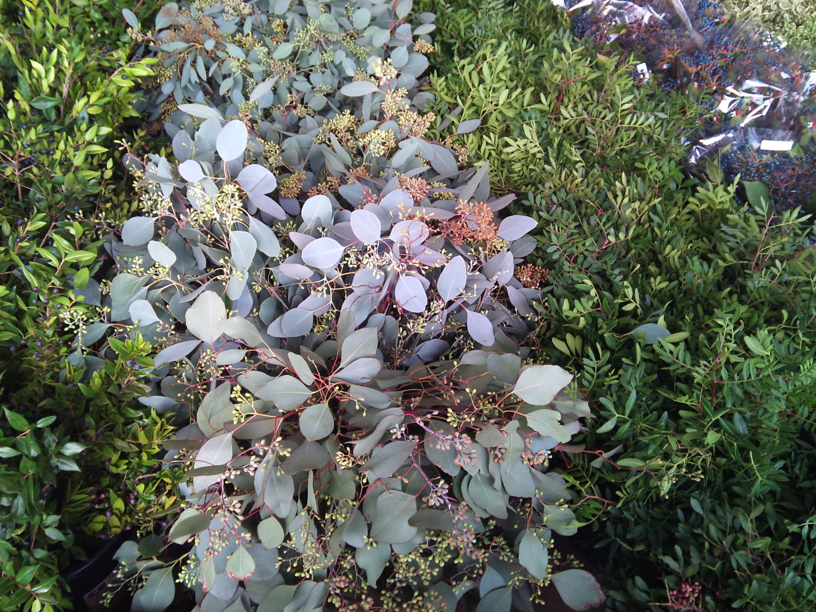 2012-12-GB-Foliage-assortment-2.jpg?mtime=20171003154107#asset:12642