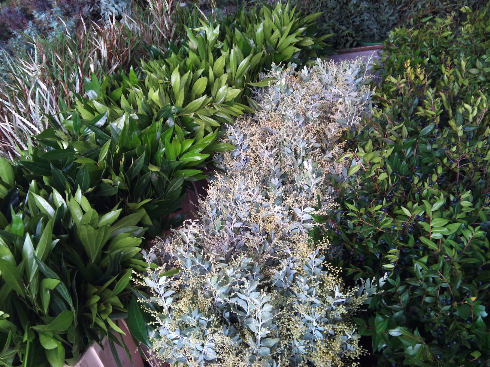 2012-12-GB-foliage-assortment-1.jpg?mtime=20171003154106#asset:12641