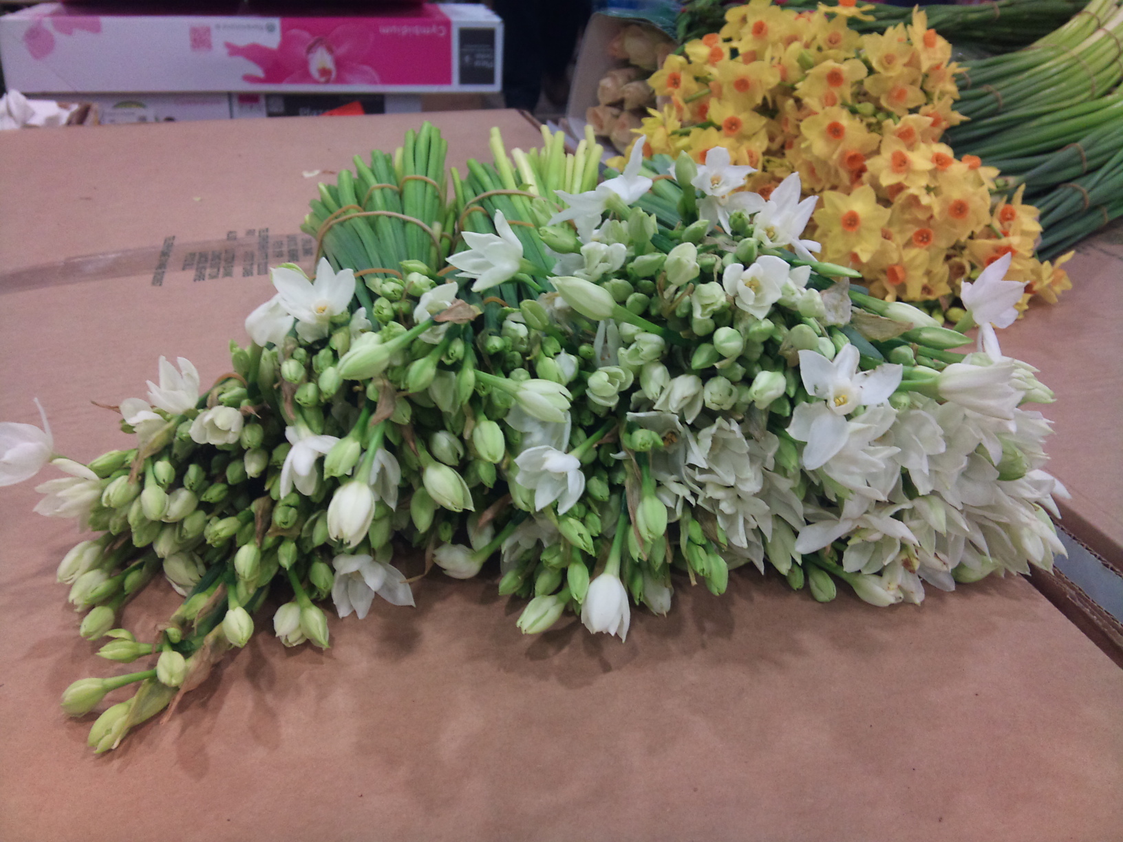 2012-12-Narcissi.jpg?mtime=20171003154122#asset:12656