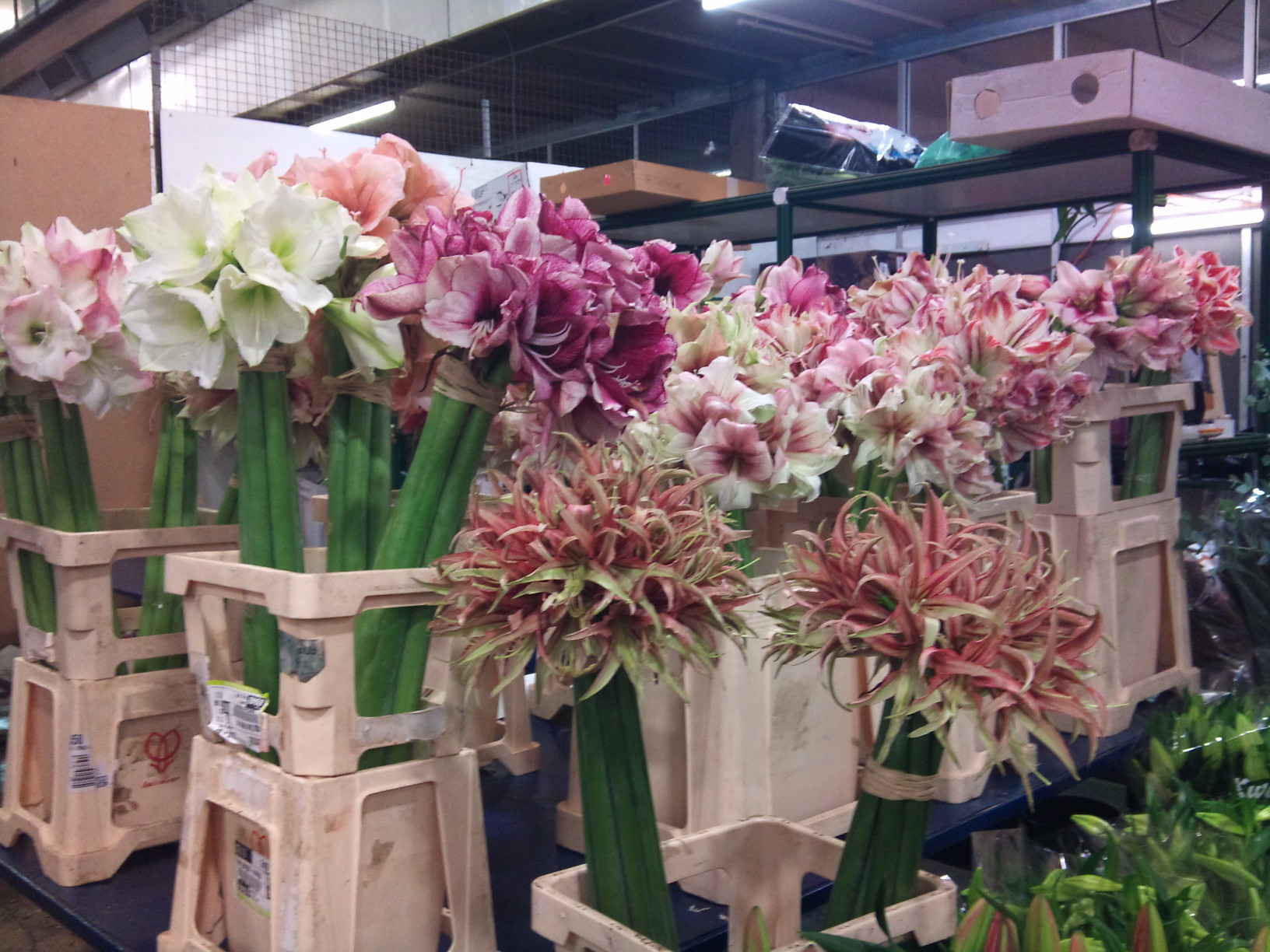 2012-12-amaryllis.jpg?mtime=20171003154039#asset:12619