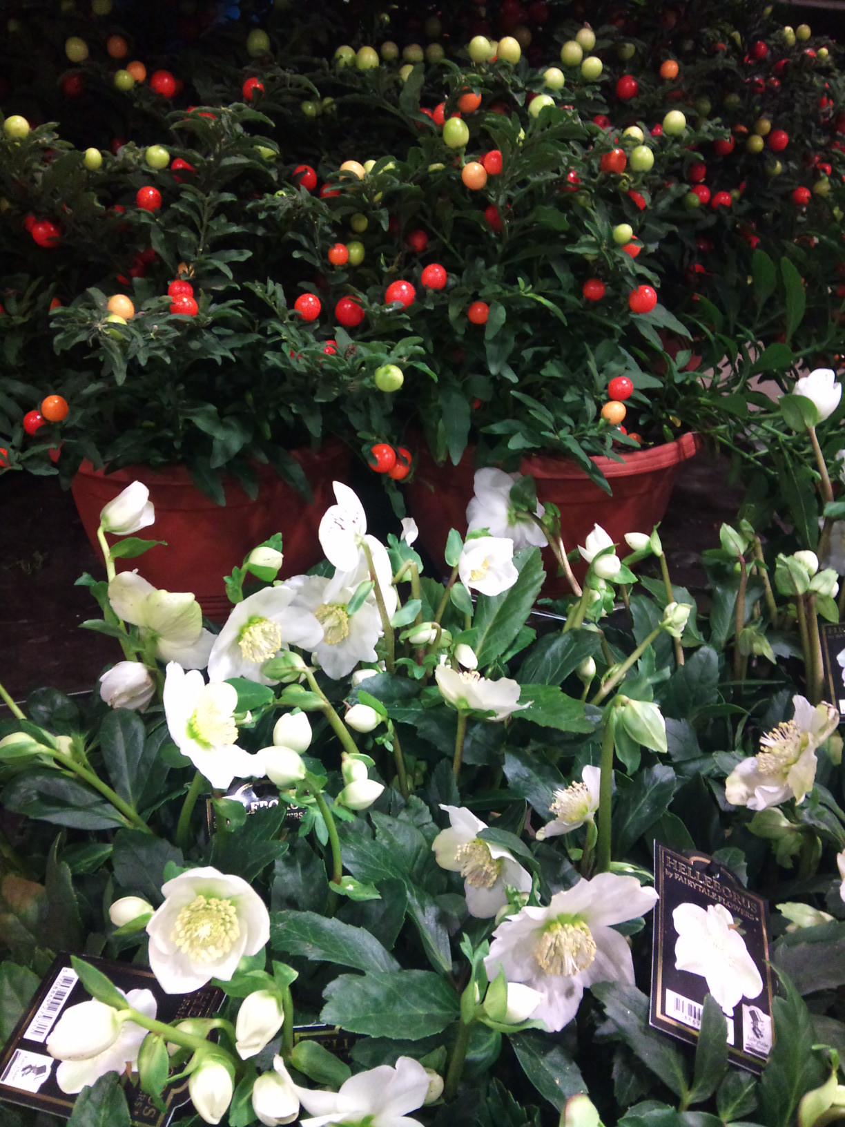 2012-12-hellebore-pot.jpg?mtime=20171003154115#asset:12648