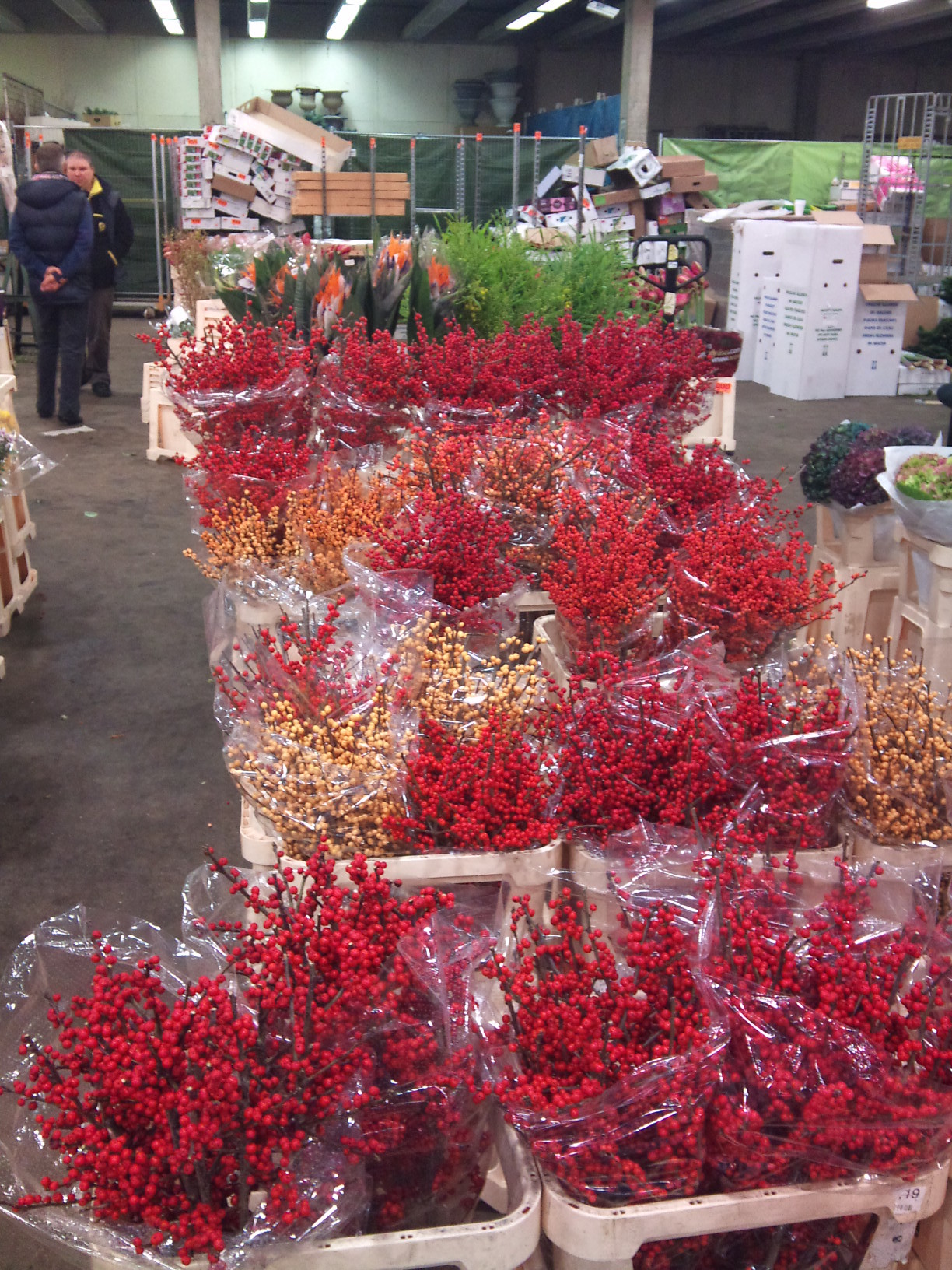 2012-12-ilex.jpg?mtime=20171003154117#asset:12651
