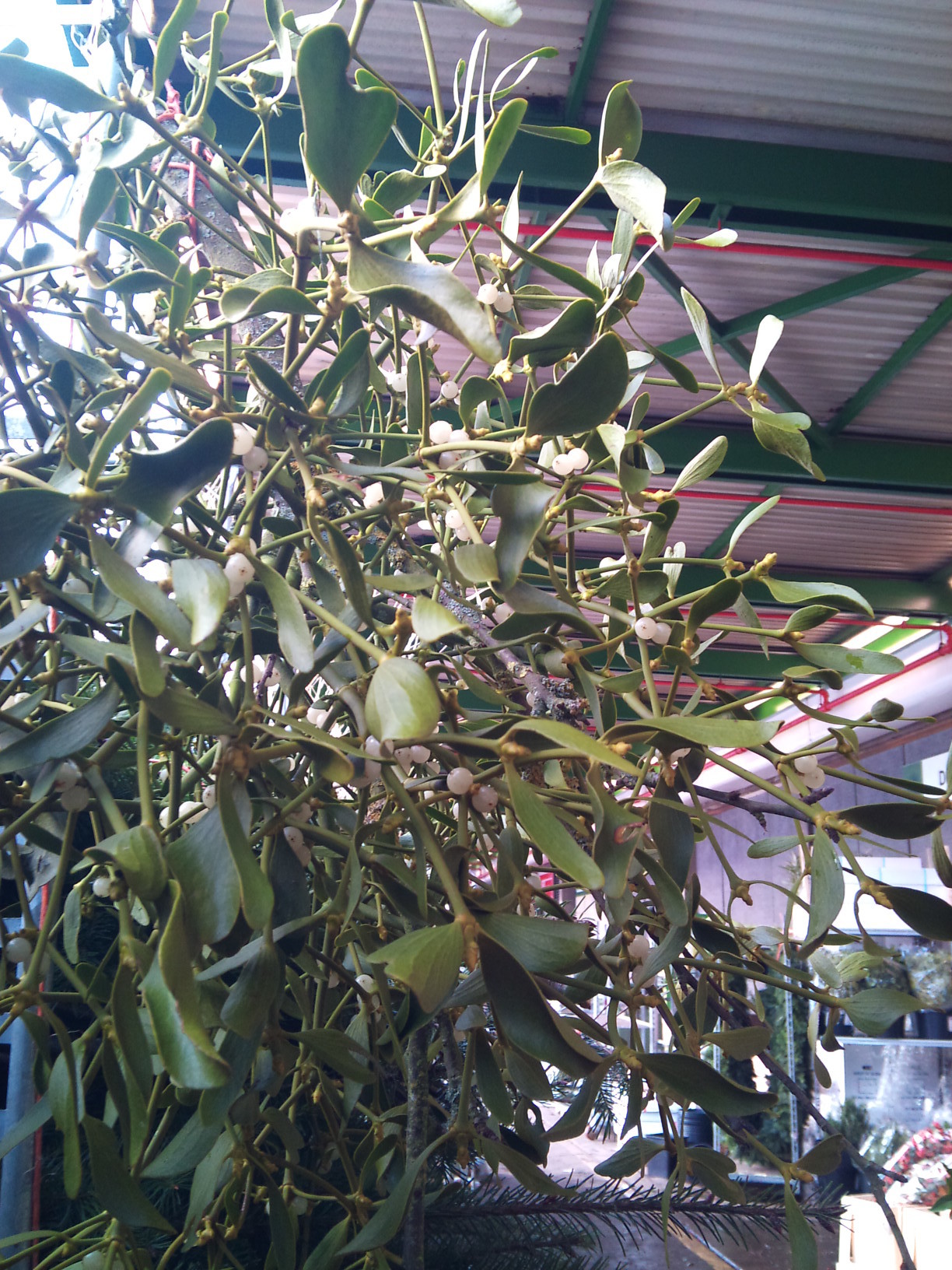 2012-12-mistletoe.jpg?mtime=20171003154121#asset:12655