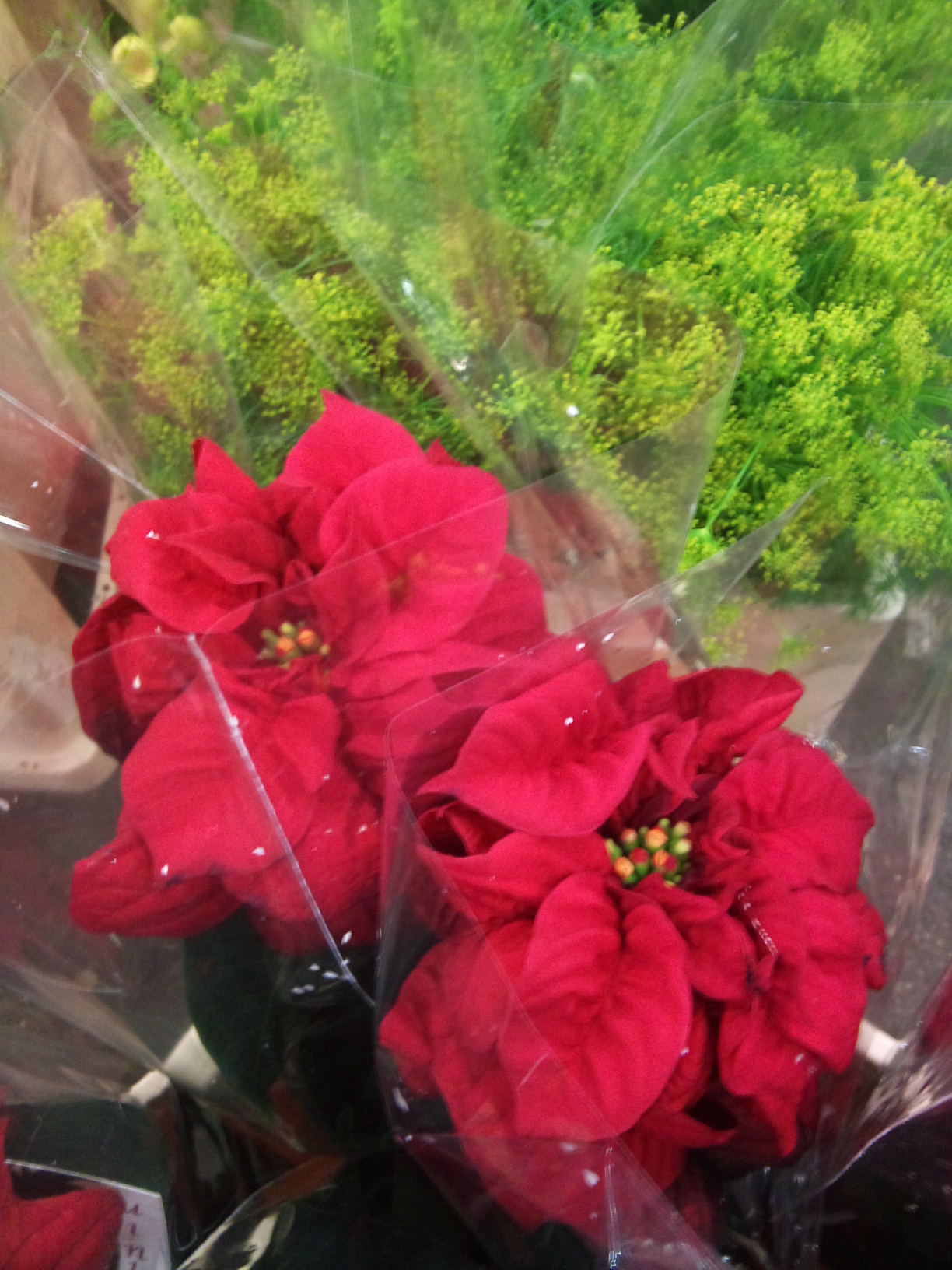 2012-12-poinsettia-stems.jpg?mtime=20171003154126#asset:12659