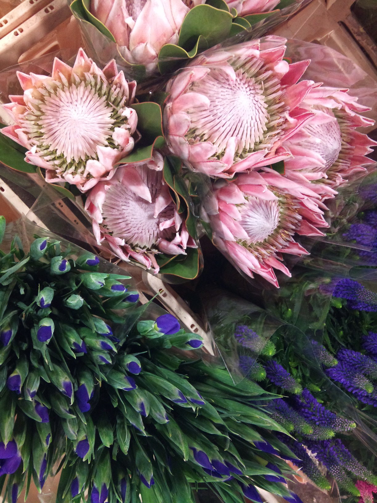 2012-12-protea-iris-veronica.jpg?mtime=20171003154128#asset:12661