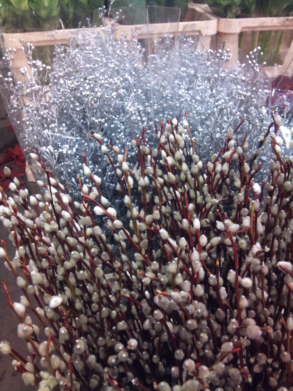 2012-12-silver-waxflower.jpg?mtime=20171003154131#asset:12664