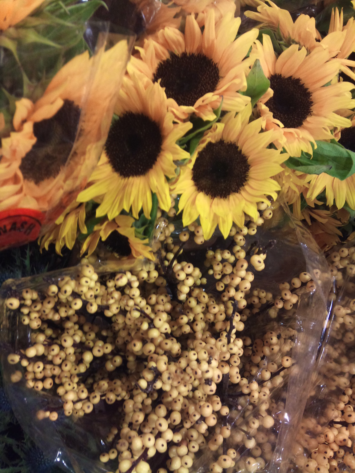 2012-12-sunflower-ilex.jpg?mtime=20171003154133#asset:12666