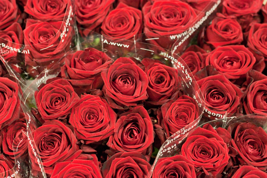 2013-02-Image-1-Bloomfield-Red-Naomi-Flowerona.jpg?mtime=20171003151734#asset:12551