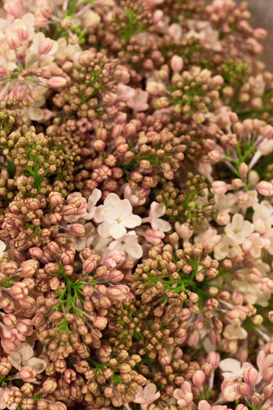 2013-02-Image-10-SR-Allen-Maidens-Blush-Lilac-Flowerona.jpg?mtime=20171003151740#asset:12560