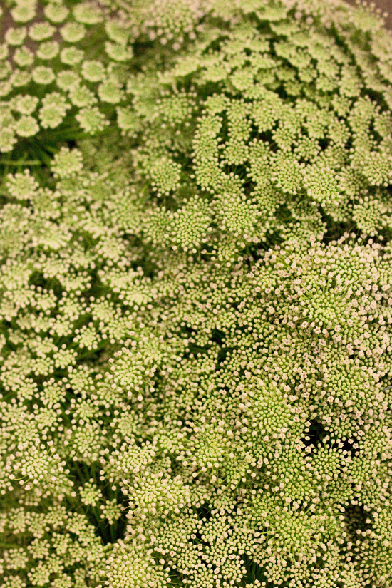 2013-02-Image-12-SR-Allen-Ammi-majus-Dill-Flowerona.jpg?mtime=20171003151742#asset:12562