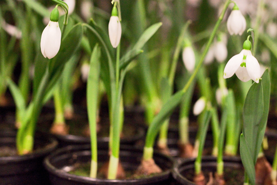 2013-02-Image-13-Quality-Plants-Snowdrops-Flowerona.jpg?mtime=20171003151742#asset:12563