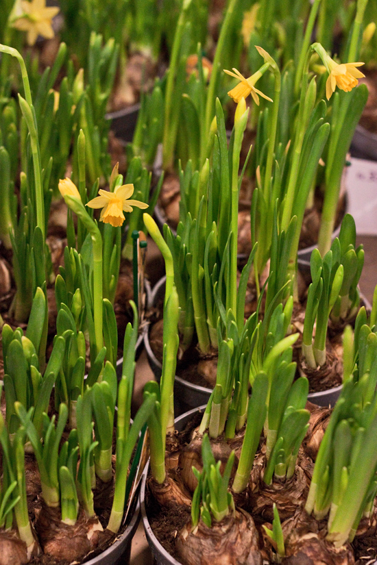 2013-02-Image-14-Evergreen-Exterior-Services-Tete-a-Tete-Flowerona.jpg?mtime=20171003151743#asset:12564