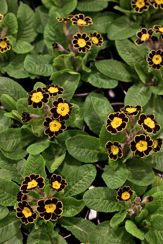 2013-02-Image-16-Evergreen-Exterior-Services-Primula-Gold-Lace-Flowerona.jpg?mtime=20171003151745#asset:12566