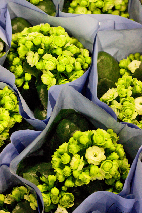 2013-02-Image-17-Quality-Plants-Kalanchoe-Flowerona.jpg?mtime=20171003151746#asset:12567