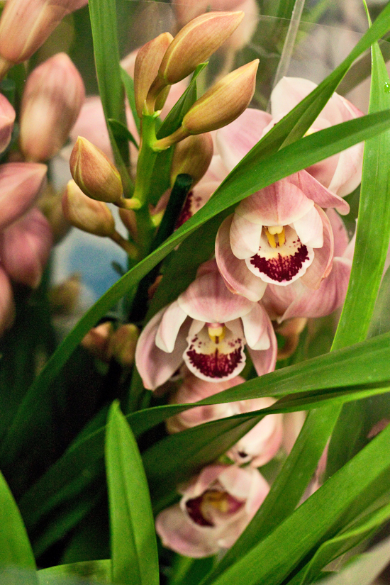 2013-02-Image-18-Quality-Plants-Cymbidium-Orchid-Plant-Flowerona.jpg?mtime=20171003151746#asset:12568