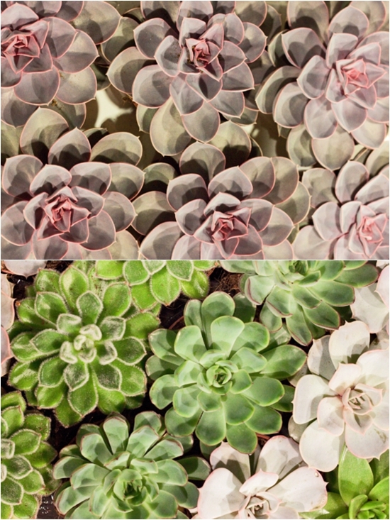 2013-02-Image-19-Succulents.jpg?mtime=20171003151747#asset:12569