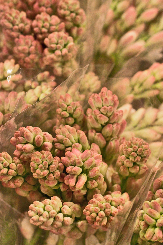 2013-02-Image-22-SR-Allen-Tuberose-Flowerona.jpg?mtime=20171003151749#asset:12572