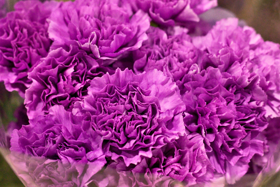 2013-02-Image-24-Bloomfield-Moonlite-Carnations-Flowerona.jpg?mtime=20171003151751#asset:12574