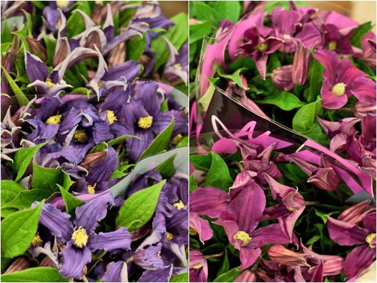 2013-02-Image-25-Clematis.jpg?mtime=20171003151751#asset:12575