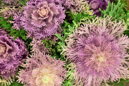 2013-02-Image-26-SR-Allen-Bride-Wine-Brassica-Flowerona.jpg?mtime=20171003151752#asset:12576